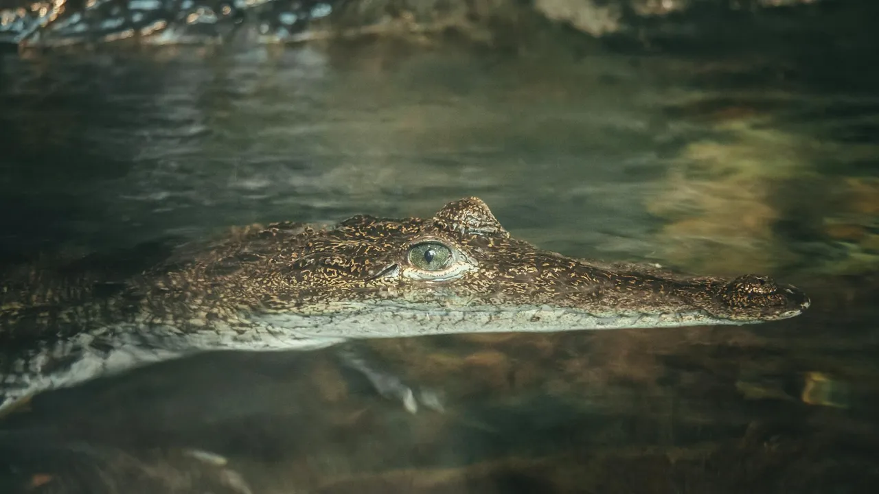 Close-up of a crocodilian head gliding through murky marsh water.