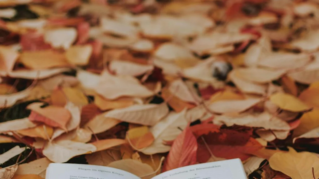 Close-up of fallen autumn leaves scattered on the ground, evoking quiet, contemplative silence.