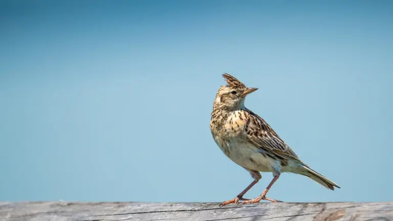 Small brown-speckled bird perched on a weathered wooden railing against a clear blue sky.