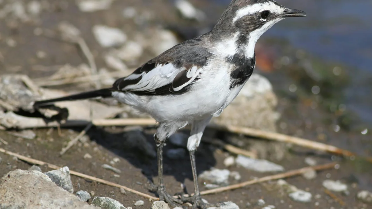Black-and-white wagtail standing on a rocky shoreline with water in the background