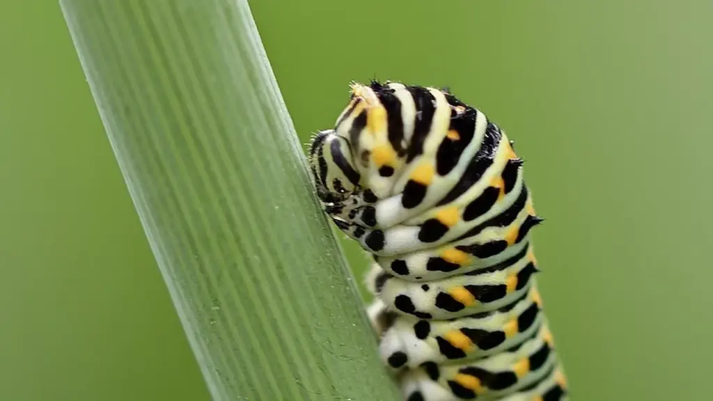 Butterfly Books: Stories of Transformation, Fragility, and Change