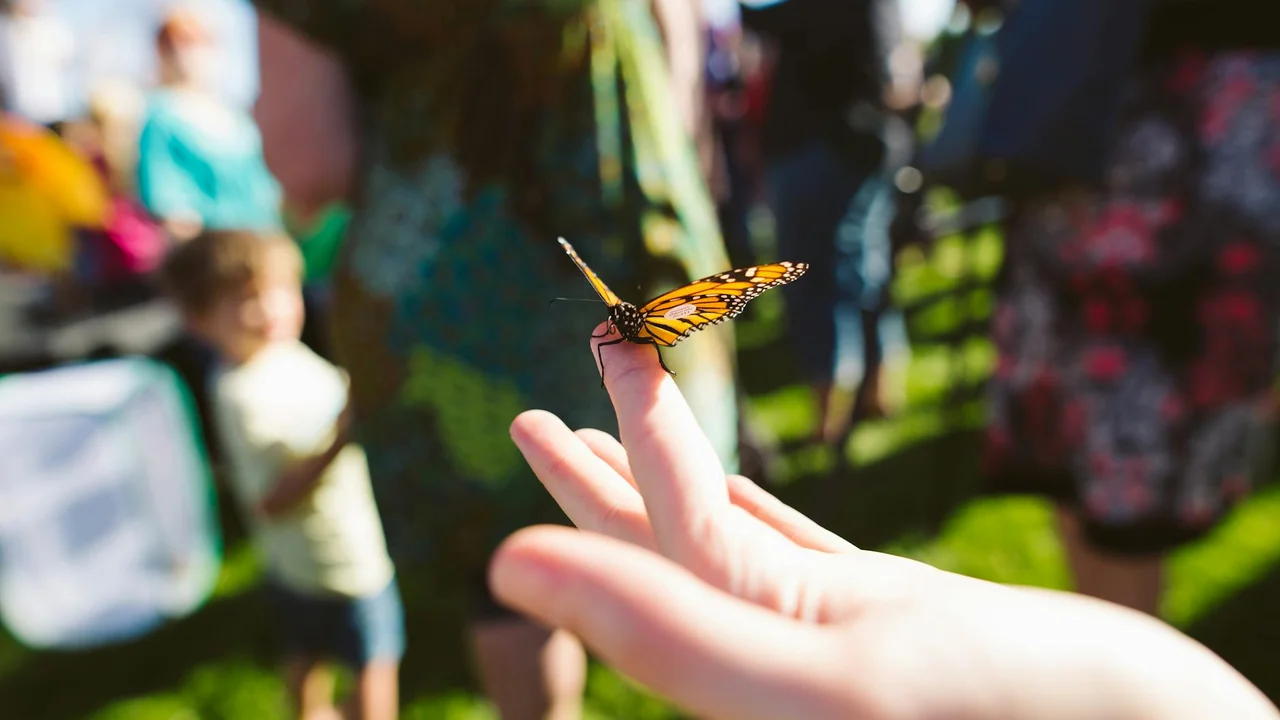 A monarch butterfly perched on a fingertip with a softly blurred crowd in the background, evoking themes of transformation and fragile emotional balance.