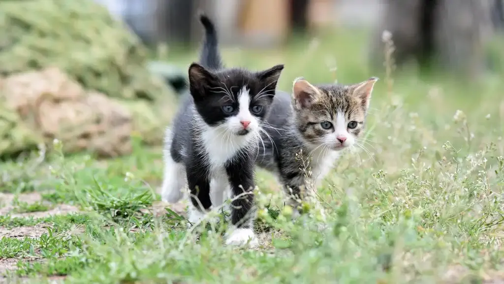 Tail-Twitching Tales: Mystery & Fantasy Books Where Cats Steal the Show