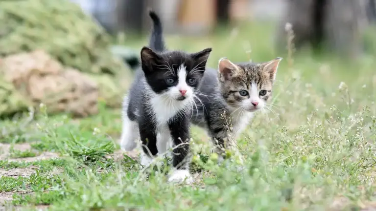 Two kittens, one black and white and one tabby, walking through a grassy garden