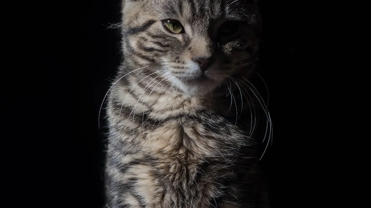 Close-up portrait of a striped tabby cat against a dark background, with thoughtful eyes.