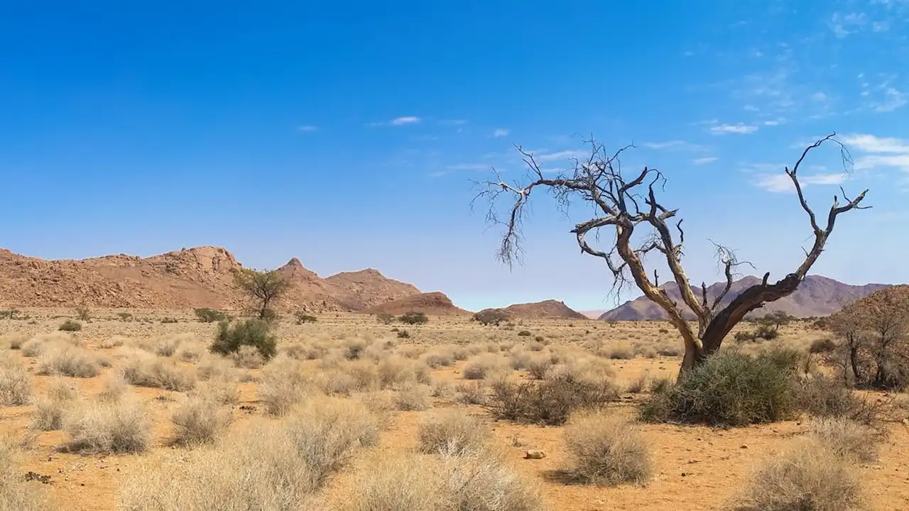Desert landscape featuring a gnarled, leafless tree, sparse scrub, pale sand, and distant rocky formations under a clear blue sky.
