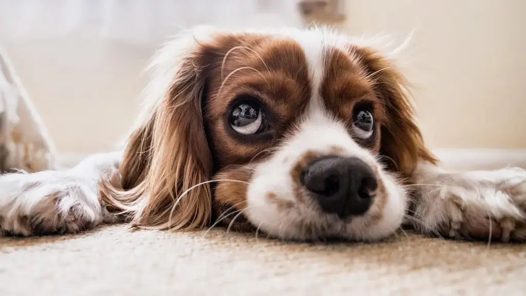 Pawsitively Great Reads: Children’s Graphic Novels with Dogs Like ‘Boots’