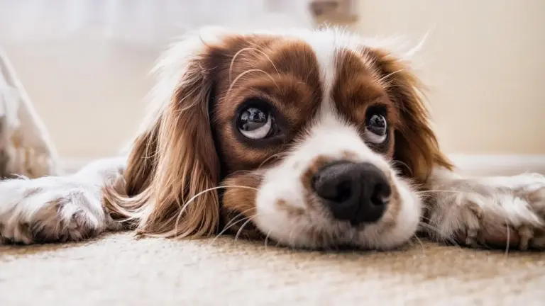 Brown and white dog lying on a beige carpet, looking at the camera with large, expressive eyes.