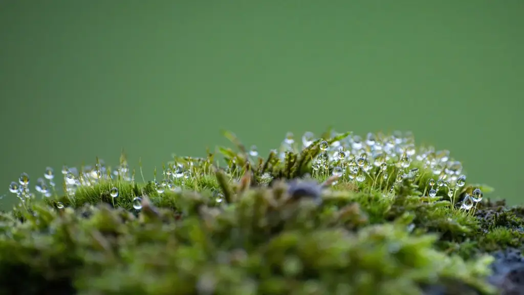 Forest Books: Wilderness Settings That Feel Real