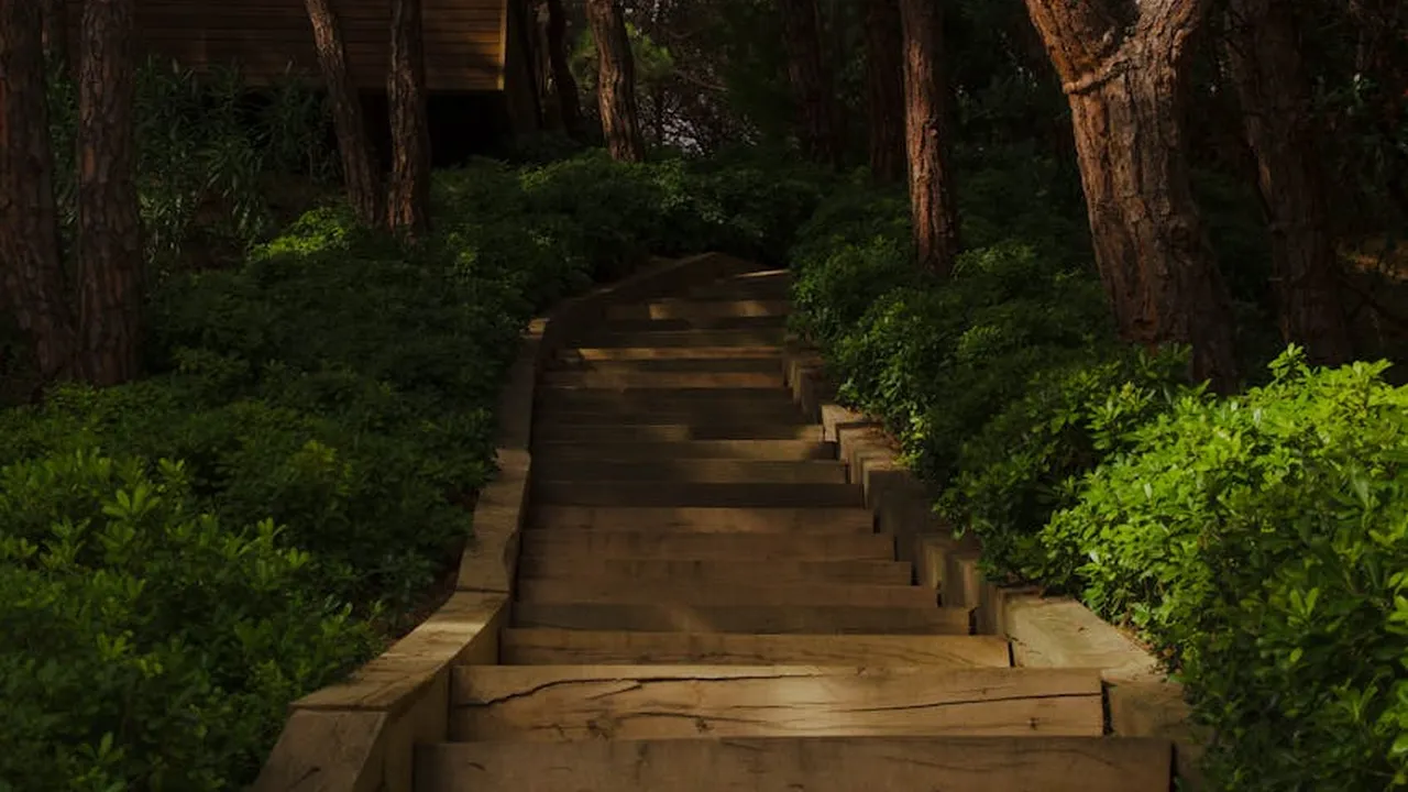 Wooden boardwalk stairs winding through a dense forest with green shrubs and tall trees.