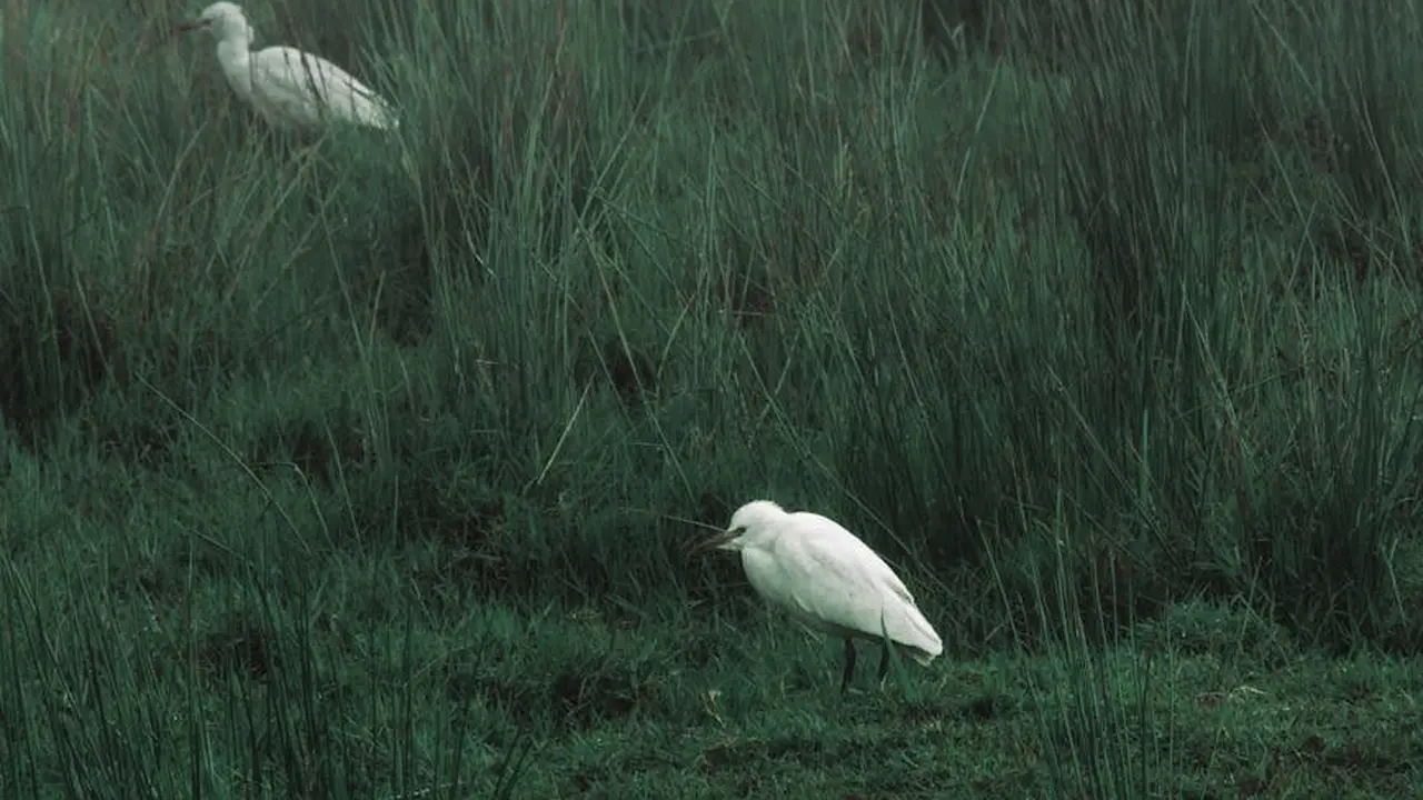 Two white herons standing among tall, dark green marsh grasses with a moody, atmospheric backdrop.