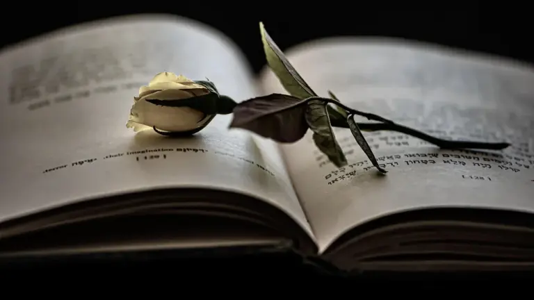 Open book with a white rose resting on its pages, shallow depth of field