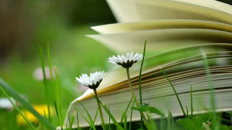 Open book resting on green grass with small white daisies nearby