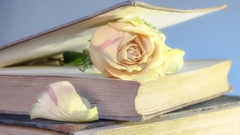 A pale rose resting on open, yellowed pages of a stack of old books