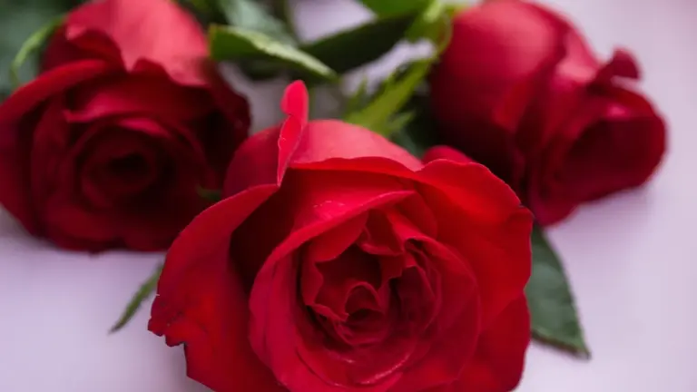 Close-up of red roses
