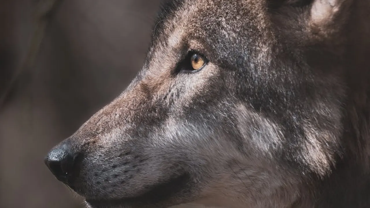 Close-up of a gray wolf's face with an amber eye, gazing to the left.