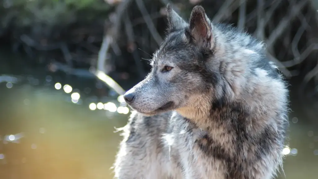 Young Adult Werewolf Books with Dark Fantasy: Your Next Great Read